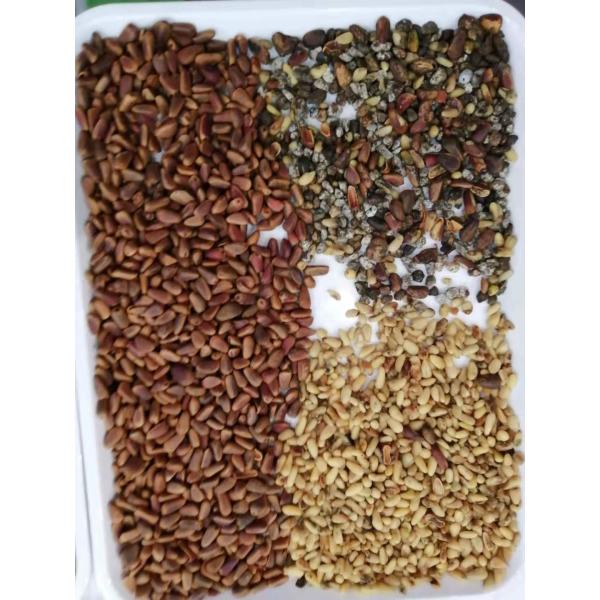 220V 50HZ Pine Nuts Color Sorter With 4096 PIXEL CCD Sensor