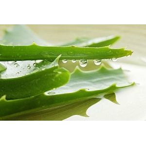 Health Product Aloe Vera Powder With 20%-89% Aloin for healthcare ingredient