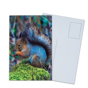 Lenticular Postcard Printing Toucan Wild Animals 3D Postcard for zoo pack