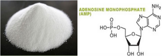 Buy Adenosine Monophosphate (AMP) at wholesale prices