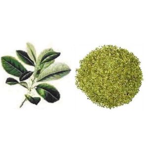 Wild Yerba Mate Extract Ilex paraguariensis yerba mate herb extract