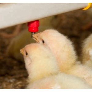 Farming Equipment Automatic Chicken Watering Application Drinker, Plastic