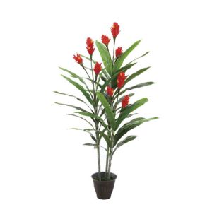 Quality Exotic Canna,Home Gardening, Indian Shot, Cannaceae, Flowering Reed for sale