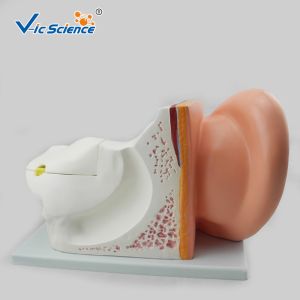 4 Pieces Anatomical Ear Model Anatomy Of The Ear Model Prepared For Five Times
