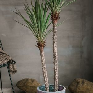 120cm Artificial Plant Faux Bonsai Dracaena Anti UV Plastic Leaves