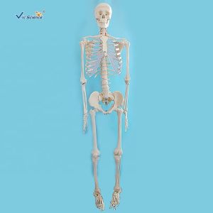 170cm Plastic Anatomical Skeleton Model Human Body Anatomical Teaching Model