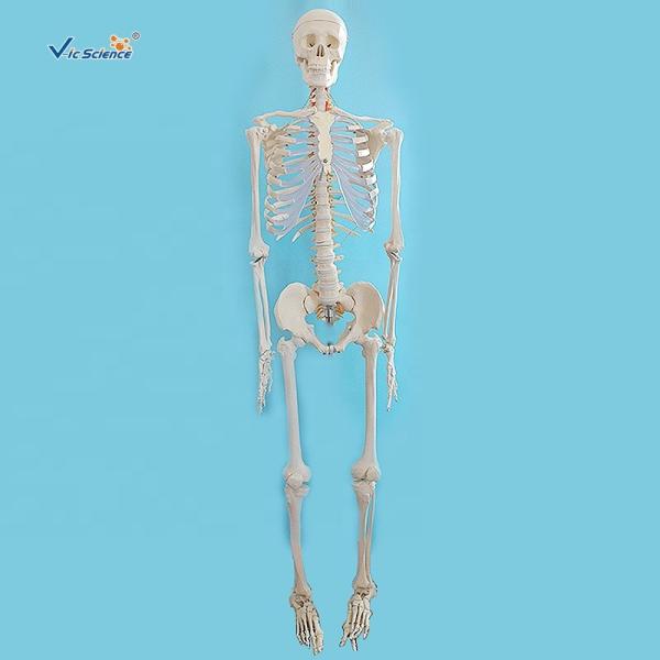 Buy 170cm Plastic Anatomical Skeleton Model Human Body Anatomical Teaching Model at wholesale prices