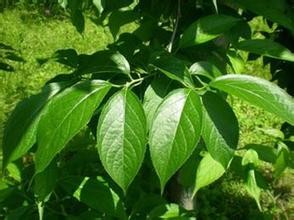 Eucommia Ulmoides P.E. Chlorogenic acid 30%,98%, CAS No.: 327-97-9, Antioxidant,