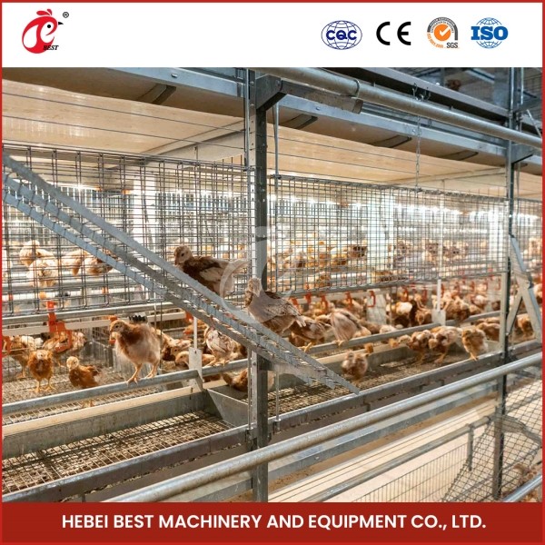 Buy Assembly Brooding Quail Brooder Cage With Automatic Manual Cleaning Emily at wholesale prices