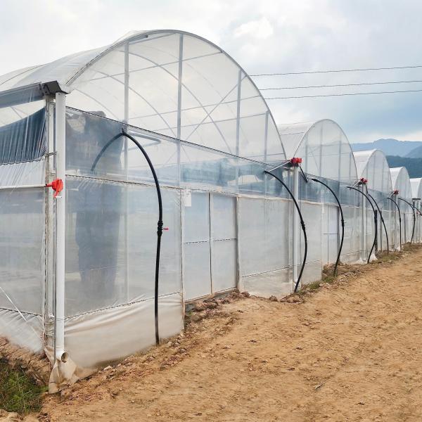 High Intensity Multi-span Arch Plastic Film Greenhouse Hot Dip Galvanized Steel Pipe Agriculture Greenhouse