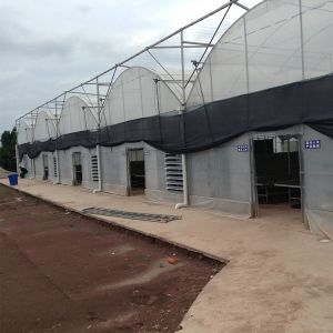 Grape Multi Span Greenhouse With Grape Trellising System To Malaysia