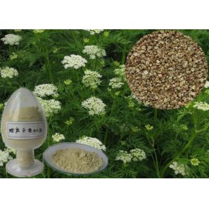 Quality China wholesale Fructus cnidii extract powder-- Cnidium Monnieri (L.) Cuss for sale