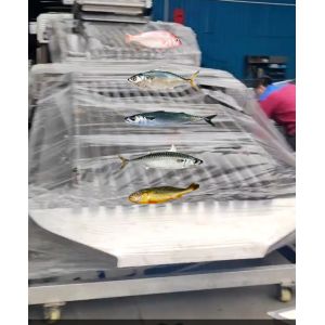 Four Styles Automatic Pelagic Fish Grading Line And Sorting Small Fish Equipment