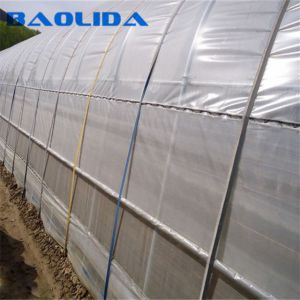 Large Tunnel Ground Polyethylene Film Greenhouse Customized For Tomato