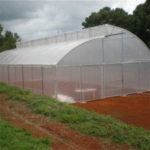 Customized High Tunnel Polytunnel Double Film Greenhouse Sawtooth Tunnel Plastic
