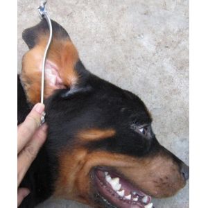 Medical Animal Bluetooth Pulse Oximeter CE Approved