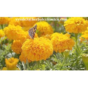 Marigold P.E , Lutein 10% 20% 80% natural colorant , antioxidant, Chinese