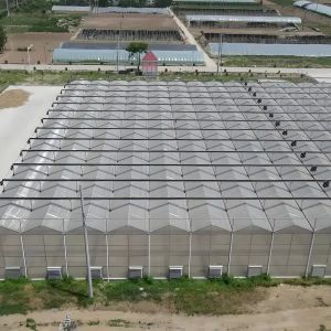Industrial Polycarbonate Greenhouse for Herb Cultivation