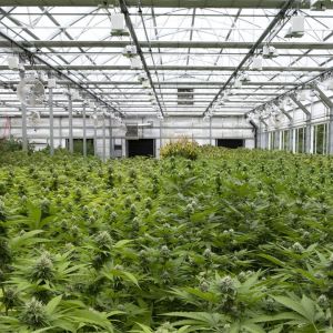 Automatic Ventilation System Blackout Greenhouse With LED Light Deprivation