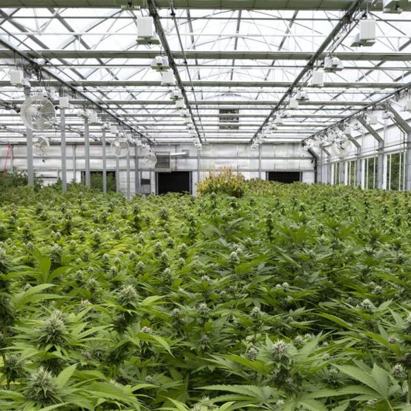 Buy Commercial Light Deprivation Automatic Blackout Greenhouse OEM ODM at wholesale prices