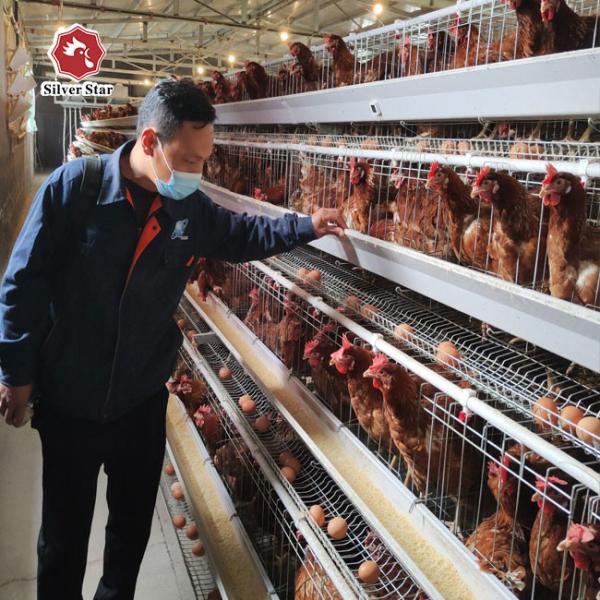 Buy A Frame Hot Galvanized Layer Battery Chicken Cage 160 Birds at wholesale prices