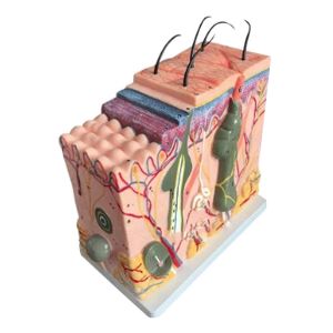 Medical Anatomy Human Skin Model For Science Classroom Study Display Teaching