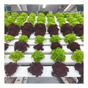 Hydroponic PVC Channel for Agriculture Planting of Lettuce Strawberries and