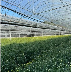 Multi-Span Greenhouse with Hydroponics and Plastic Film Samples US 20/Square