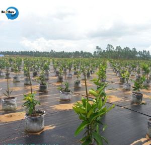 UV Treated Agriculture Weed Control Mat Black Plastic Mulch Ground Cover Weed