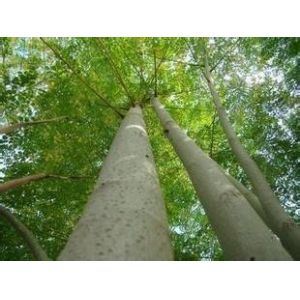 high quality moringa oleifera leaf powder import China products