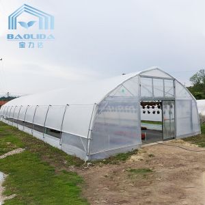Plants Growing System Greenhouse Steel Pipe Structure Hoop Tunnel Plastic