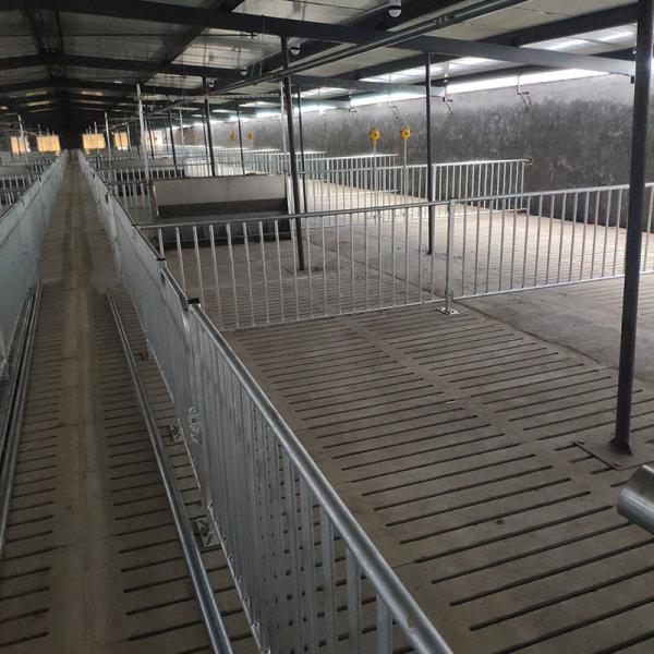 Modern Galvanized Sow Gestation Stalls 1m Height With Concrete Slat Flooring