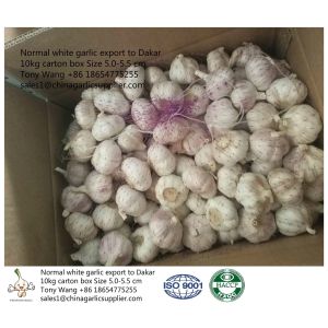Purple white Garlic to Senegal