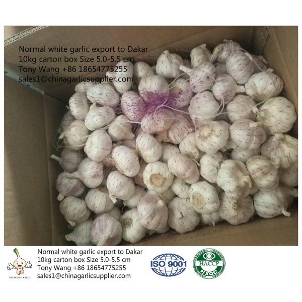 Buy Purple white Garlic to Senegal at wholesale prices