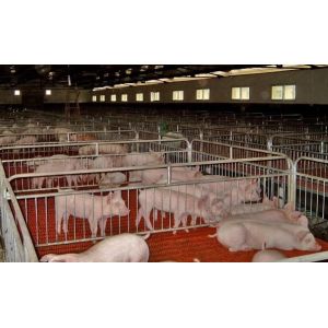 China International Brand Of RderCorpPig Equipment - RderCorp North Husbandry. on sale