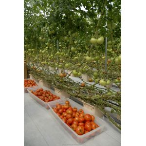 Shine Tech Greenhouse Turnkey Solution For Agricultural Tomato Hydroponics