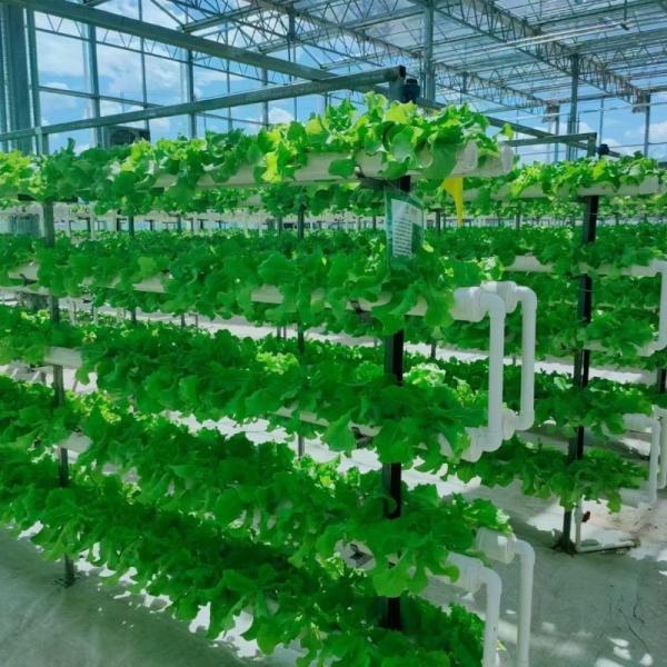 Glass Greenhouse with Hydroponics Growing