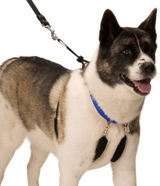 No Pull Dog Training Leash Halter Pet Lead Nylon Webbing Stress Free Multicolour