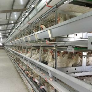 Farm Raising Layer Chicken Cage High Efficiency Labor Saving With Lighting