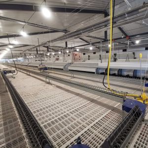 Chicken House Commercial Poultry Equipment Ground Breeding Breeder System For