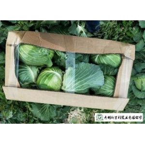 Quality Clean Healthy Raw Green Cabbage , Small Round Cabbage No Pollution for sale