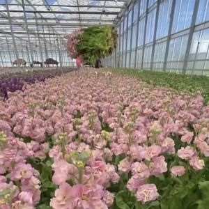 Commercial Greenhouse Drip Irrigation Glass Hydroponics System with Customizatio