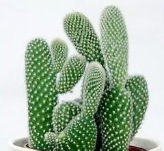 Cactus extract, Chinese manufactuer , FDA registered, ISO certified, competitve