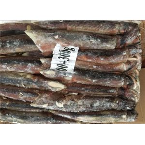 Light Catch Method A Grade BQF 300G Fresh Frozen Squid