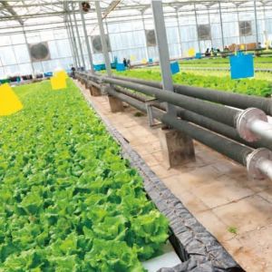 Commercial Film Greenhouse With Hydroponics Cultivation Custom