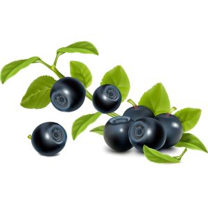 no pigment no essence Blueberry Powder/Natural Fruit Nutritional Blueberry