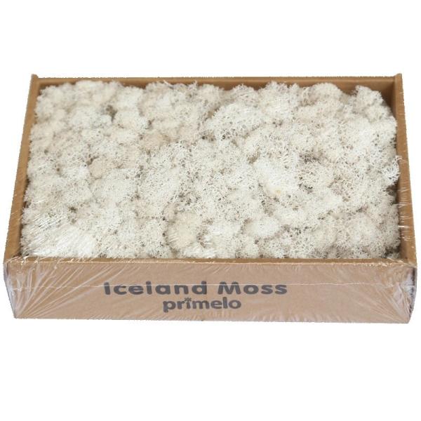 Soft Touch Preserved Moss Real Fresh Moss For Wall Decoration