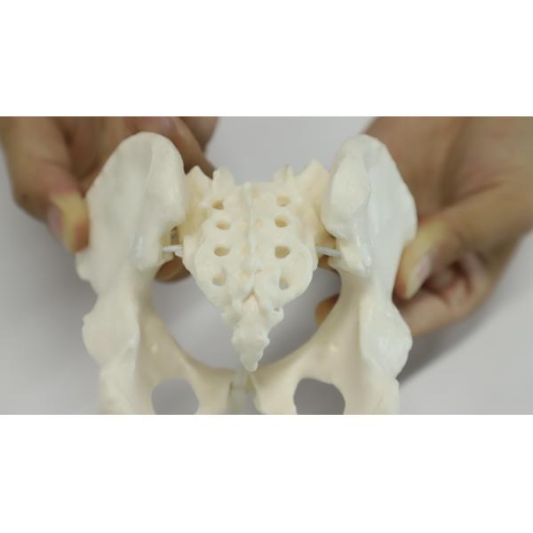 Eco-friendly PVC Hand made Medical Education Artistic Creation Design Ergonomics Physical Education Mini Female Pelvic Mode