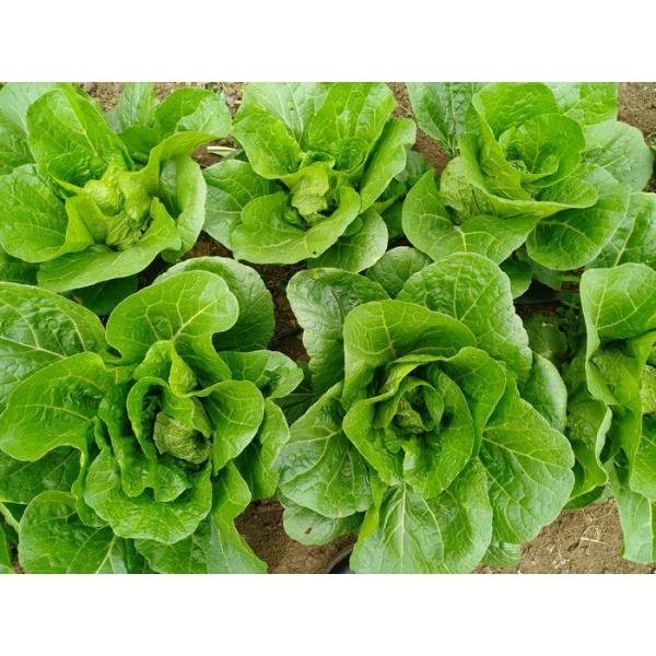 Buy No Yellow Flower Fresh Green Cabbage For Restaurant And Supermarket at wholesale prices