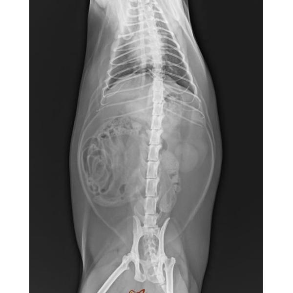 Buy Clear Konida X Ray Dry Film , Fuji Medical Diagnostic Imaging at wholesale prices